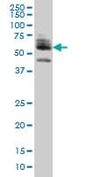 ZNF345 Antibody (clone 6G10)