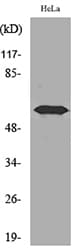 FMO3 Antibody