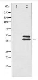 ERK1 + ERK2 Antibody