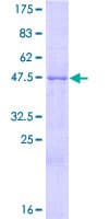 Human AZU1 / Azurocidin Protein (Recombinant GST)