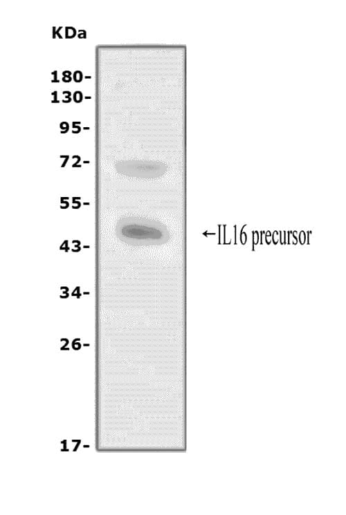IL16 Antibody (aa1212-1332)