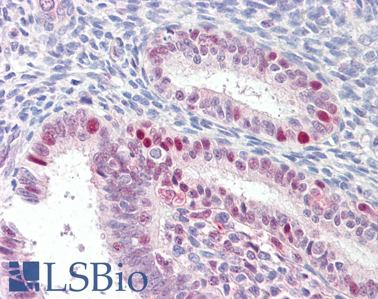 IHC-plus™ MARCH7 / Axotrophin Antibody (aa334-344)