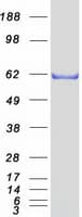 Human ZNF307 Protein (Recombinant Myc-DDK (Flag))