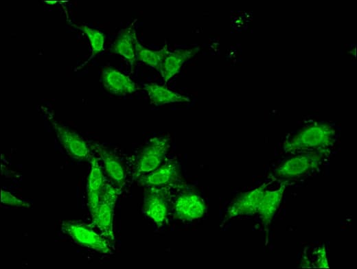 CHD5 Antibody
