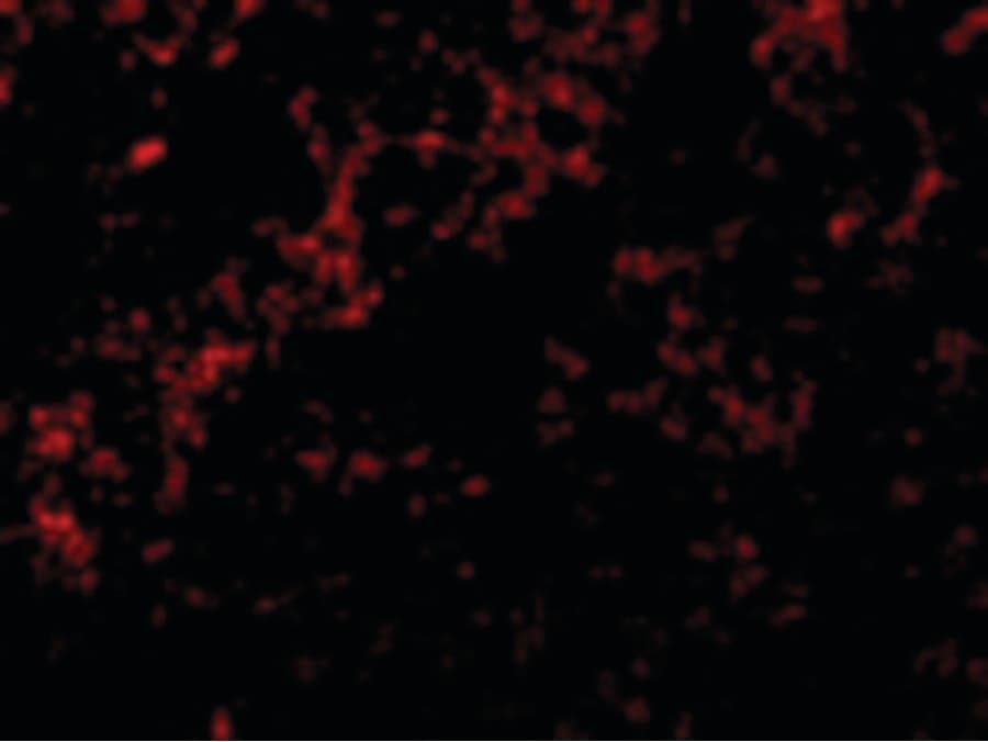 IHC-plus™ BID Antibody