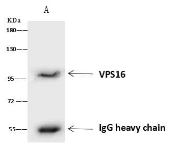 VPS16 Antibody