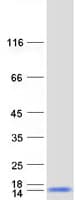 Human INIP / C9orf80 Protein (Recombinant Myc-DDK (Flag))
