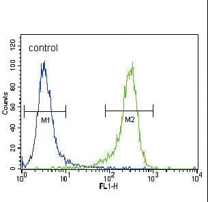 UCHL1 / PGP9.5 Antibody (aa16-46)