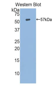 HSP70L1 / HSPA14 Antibody (aa1-509)