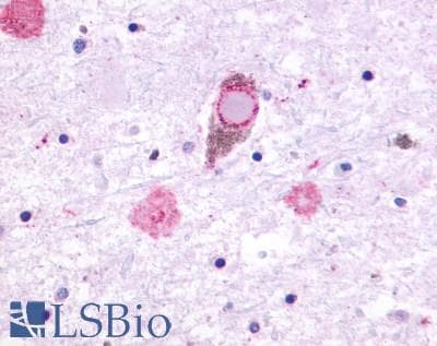 PathPlus™ GPR27 Antibody (C-Terminus)