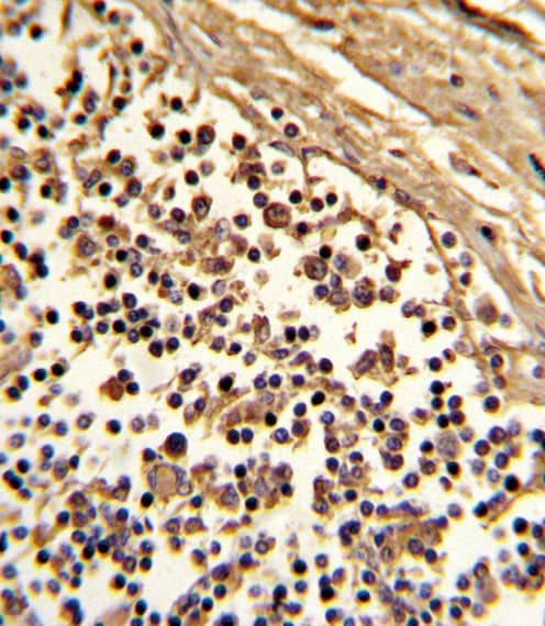 CD33 Antibody (aa12-39)