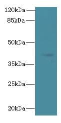 Polyclonal Rabbit anti-Human TFEC Antibody (WB)