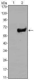 SOX2 Antibody (clone 10F10)
