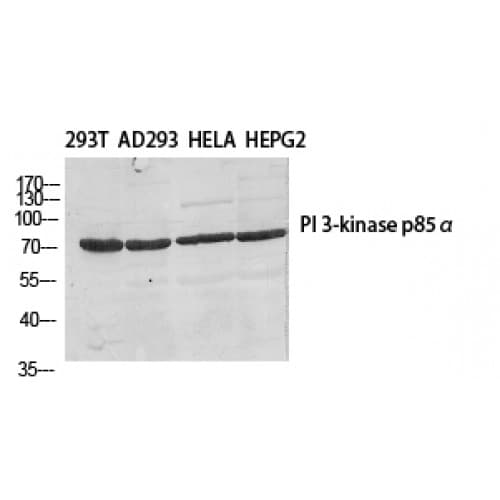 Polyclonal Rabbit anti-Human PIK3R2 / p85 Beta Antibody (WB)