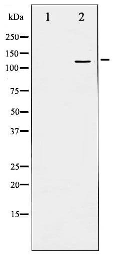 BRAF / B-Raf Antibody (phospho-Ser446)