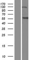 ANKFY1 Protein (Over-Expression Lysate Myc-DDK (Flag))
