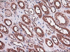 Monoclonal Mouse anti-Human CPA1 / Carboxypeptidase A Antibody (clone OTI2A3, IHC, IF, WB)