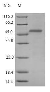 Bacteriophage T4 WAC Protein (Recombinant 6His-SUMO, N-terminus)