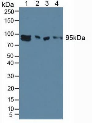 AHR Antibody (aa128-399, APC)