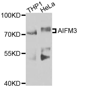 AIFM3 Antibody