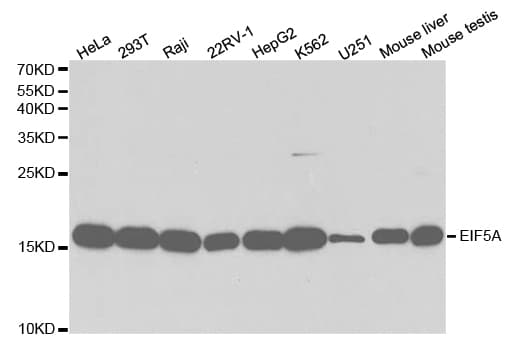 EIF5A Antibody