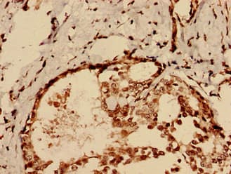 Polyclonal Rabbit anti-Human CHID1 Antibody (WB)