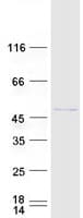 Human ZNF191 / ZNF24 Protein (Recombinant Myc-DDK (Flag))