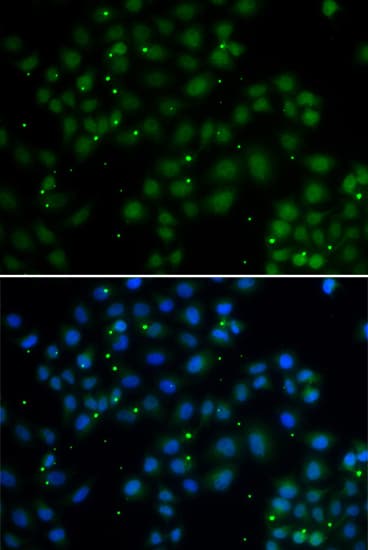 U2AF1L4 Antibody