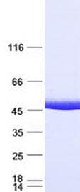 Human IDH1 / IDH Protein (Recombinant Myc-DDK (Flag), C-terminus)