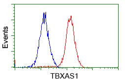TS / Thromboxane Synthase Antibody (clone OTI1C3)