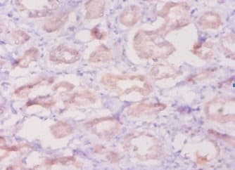 DEFB1 / BD-1 Antibody