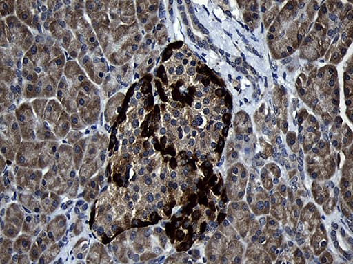 Monoclonal Mouse anti-Human FAM131C Antibody (clone OTI6E2, IHC, WB)