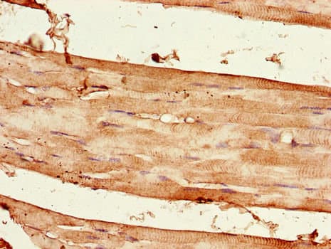 Raptor / Mip1 Antibody