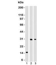 CELA3B / ELA3B Antibody (aa82-238, clone ELTS3B-1)