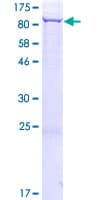 Human PREPL Protein (Recombinant GST)