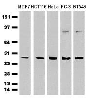 CDCP1 Antibody (clone 2B8, Carrier-free)