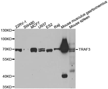 TRAF3 Antibody