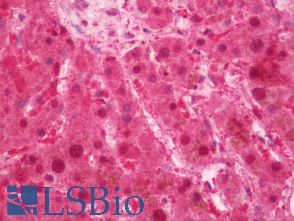 IHC-plus™ SOX4 Antibody