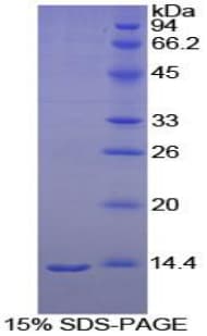 Goat MTNR1A / Melatonin Receptor 1a Protein (Recombinant His-S)
