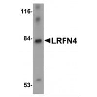 LRFN4 Antibody