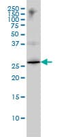 IHC-plus™ HMG1 / HMGB1 Antibody (clone 1D5)