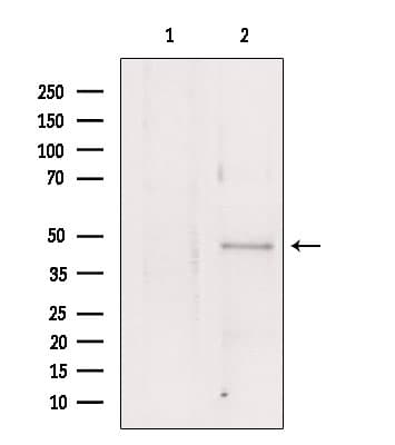 Polyclonal Rabbit anti-Human FLOT1 / Flotillin 1 Antibody (IHC, WB)