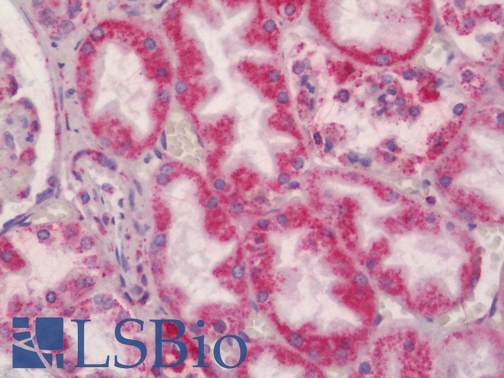 IHC-plus™ Monoclonal Mouse anti-Human SLC7A8 / LAT2 Antibody (clone 4H10, IHC, IF)