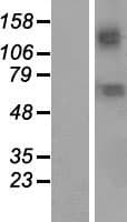 KCNN2 Protein (Over-Expression Lysate Myc-DDK (Flag))
