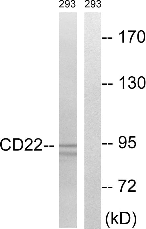 CD22 Antibody (aa776-825)