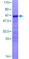 Human GATAD1 Protein (Recombinant GST)
