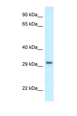 PEX19 Antibody (C-Terminus)