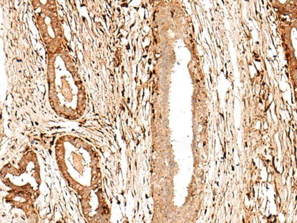 GPR27 Antibody