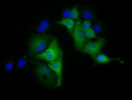 KSP32 / MIOX Antibody (clone OTI1B7)
