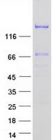 Human EDRF1 / C10orf137 Protein (Recombinant Myc-DDK (Flag))